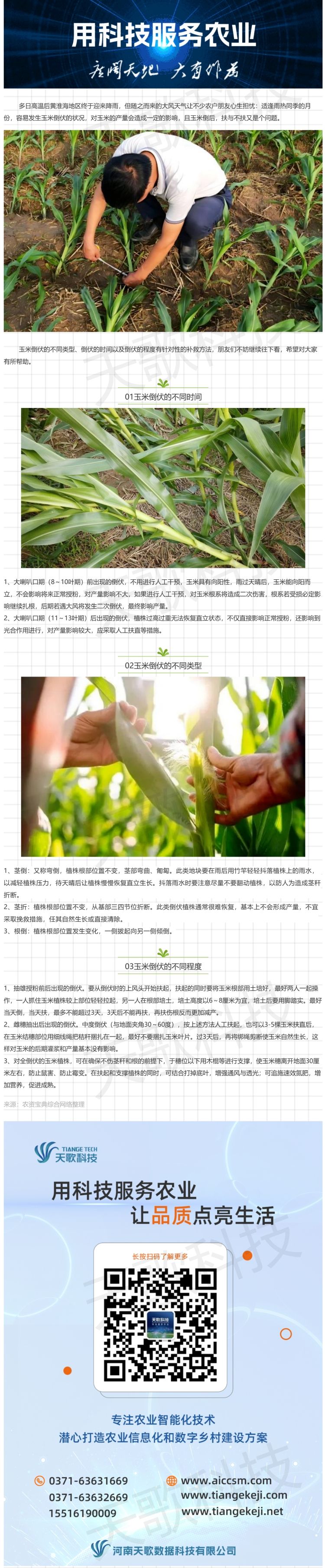 暴雨＋大風(fēng)，玉米苗期倒了扶不扶？怎么扶？.jpg